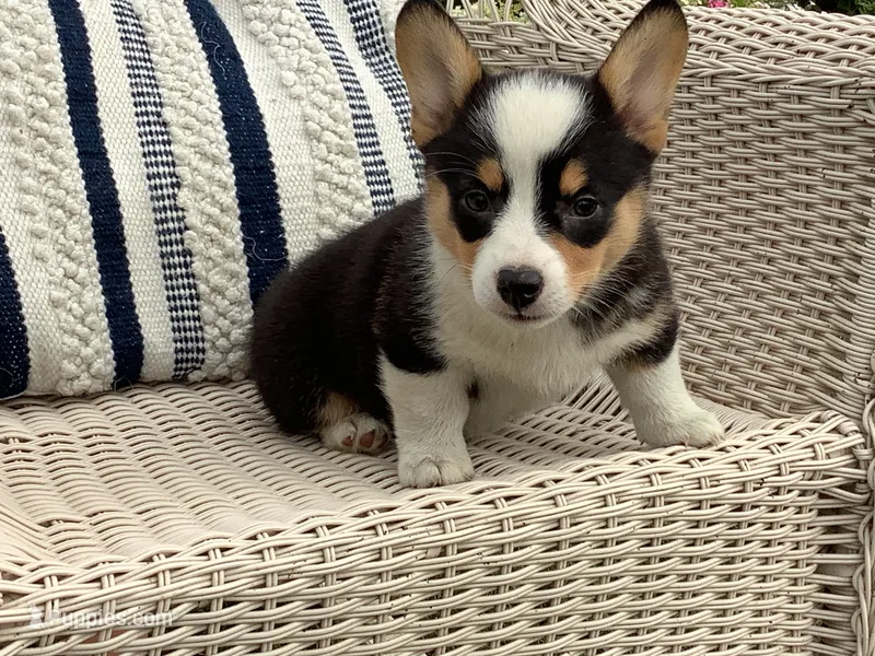 Molly – Pembroke Welsh Corgi puppy for sale in Stanley, WI