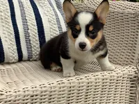 Molly, a female Pembroke Welsh Corgi for sale in Stanley, WI – 1 of 5