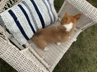 Morris, a male Pembroke Welsh Corgi for sale in Stanley, WI – 3 of 3