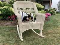 Molly, a female Pembroke Welsh Corgi for sale in Stanley, WI – 4 of 5