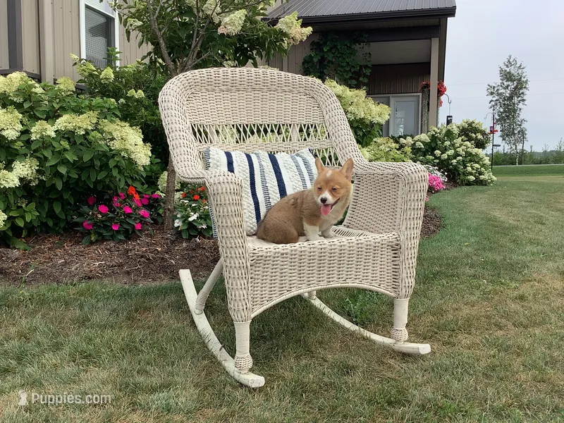 Millie – Pembroke Welsh Corgi puppy for sale in Stanley, WI
