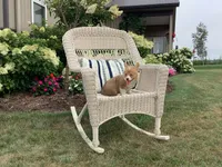 Millie, a female Pembroke Welsh Corgi for sale in Stanley, WI – 1 of 4
