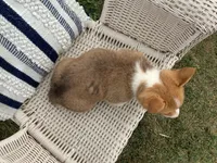 Millie, a female Pembroke Welsh Corgi for sale in Stanley, WI – 3 of 4