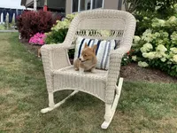 Millie, a female Pembroke Welsh Corgi for sale in Stanley, WI – 4 of 4