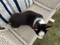 Molly, a female Pembroke Welsh Corgi for sale in Stanley, WI – 3 of 5