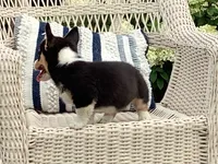 Molly, a female Pembroke Welsh Corgi for sale in Stanley, WI – 5 of 5