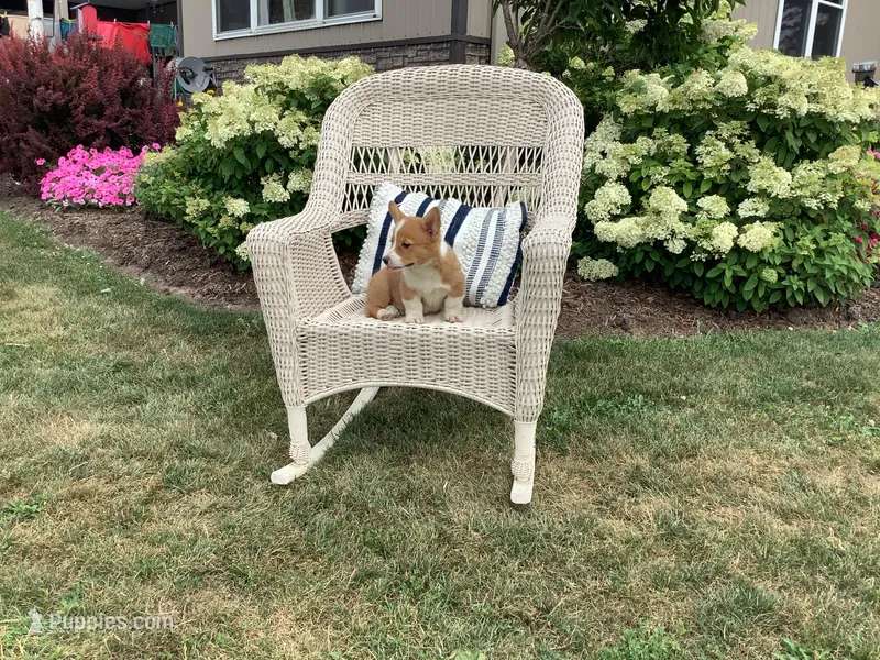 Morris – Pembroke Welsh Corgi puppy for sale in Stanley, WI