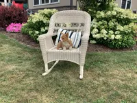 Morris, a male Pembroke Welsh Corgi for sale in Stanley, WI – 1 of 3