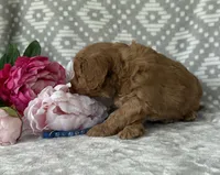Oakley, a male Miniature Goldendoodle for sale in Fredericksburg, OH – Photo 2 of 3