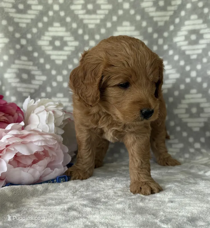 Oakley – Miniature Goldendoodle puppy for sale in Fredericksburg, OH