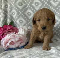 Oakley, a male Miniature Goldendoodle for sale in Fredericksburg, OH – Photo 3 of 3