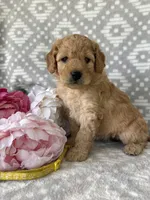 Marigold, a female Miniature Goldendoodle for sale in Fredericksburg, OH – Photo 4 of 4