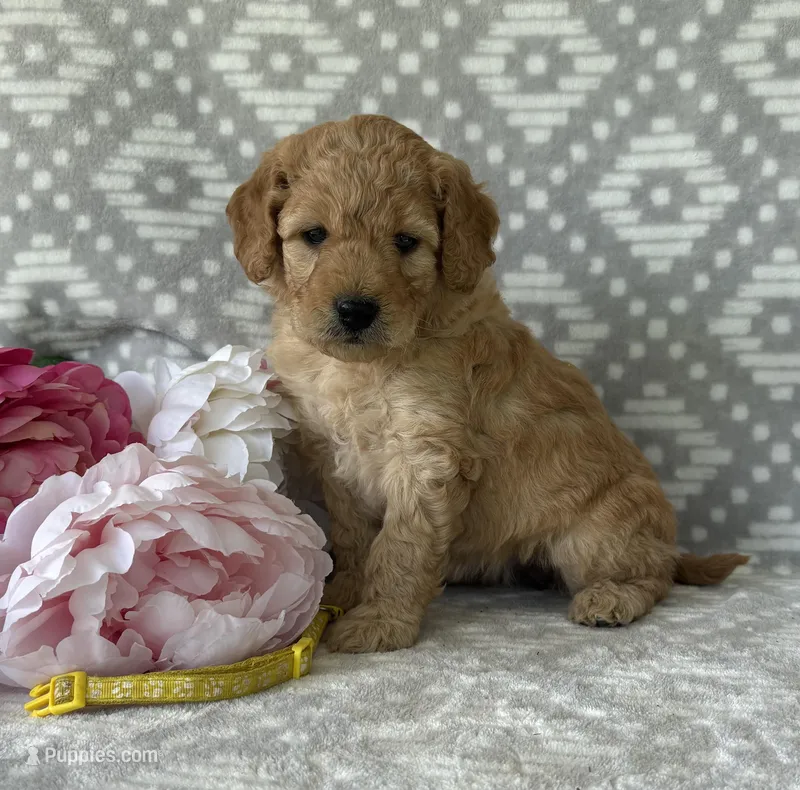 Marigold – Miniature Goldendoodle puppy for sale in Fredericksburg, OH
