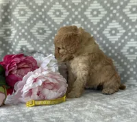 Marigold, a female Miniature Goldendoodle for sale in Fredericksburg, OH – Photo 3 of 4