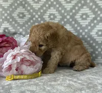Marigold, a female Miniature Goldendoodle for sale in Fredericksburg, OH – Photo 2 of 4