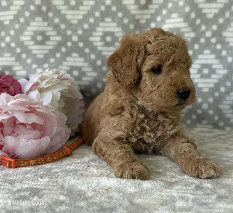 Poppy – Miniature Goldendoodle puppy for sale in Fredericksburg, OH