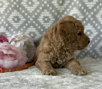 Poppy, a female Miniature Goldendoodle for sale in Fredericksburg, OH – Photo 2 of 4