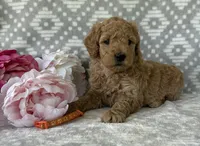 Poppy, a female Miniature Goldendoodle for sale in Fredericksburg, OH – Photo 3 of 4