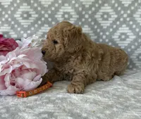 Poppy, a female Miniature Goldendoodle for sale in Fredericksburg, OH – Photo 4 of 4