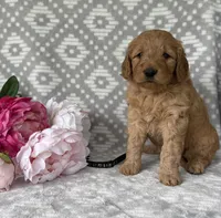 Aspen, a male Miniature Goldendoodle for sale in Fredericksburg, OH – Photo 1 of 3