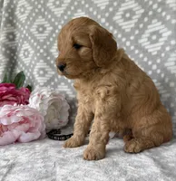 Aspen, a male Miniature Goldendoodle for sale in Fredericksburg, OH – Photo 3 of 3