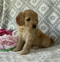 Daisy, a female Miniature Goldendoodle for sale in Fredericksburg, OH – Photo 2 of 4