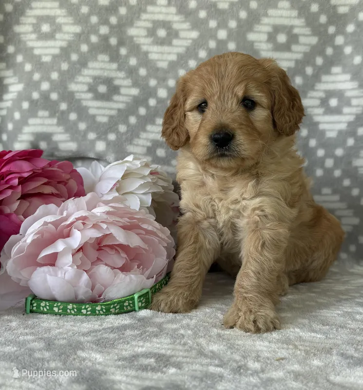 Daisy – Miniature Goldendoodle puppy for sale in Fredericksburg, OH