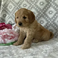 Daisy, a female Miniature Goldendoodle for sale in Fredericksburg, OH – Photo 3 of 4