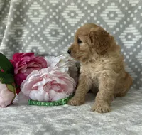 Daisy, a female Miniature Goldendoodle for sale in Fredericksburg, OH – Photo 4 of 4