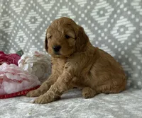 Rose, a female Miniature Goldendoodle for sale in Fredericksburg, OH – Photo 2 of 3