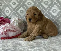 Rose, a female Miniature Goldendoodle for sale in Fredericksburg, OH – Photo 3 of 3