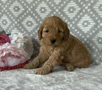 Rose, a female Miniature Goldendoodle for sale in Fredericksburg, OH – Photo 1 of 3