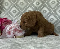 Magnolia, a female Miniature Goldendoodle for sale in Fredericksburg, OH – Photo 3 of 4