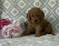 Magnolia, a female Miniature Goldendoodle for sale in Fredericksburg, OH – Photo 2 of 4