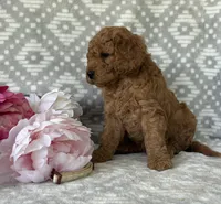 Magnolia, a female Miniature Goldendoodle for sale in Fredericksburg, OH – Photo 4 of 4