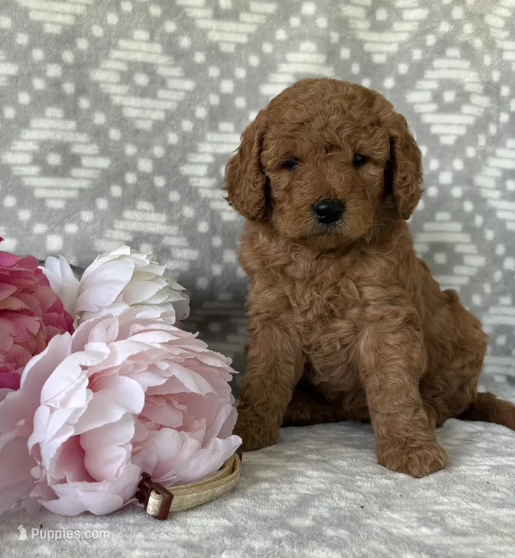 Magnolia – Miniature Goldendoodle puppy for sale in Fredericksburg, OH