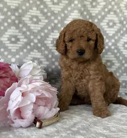 Magnolia, a female Miniature Goldendoodle for sale in Fredericksburg, OH – Photo 1 of 4
