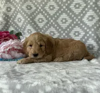 Birch, a male Miniature Goldendoodle for sale in Fredericksburg, OH – Photo 4 of 4