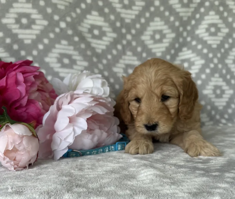 Birch, a male Miniature Goldendoodle for sale in Fredericksburg, OH – Photo 1 of 4