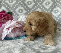 Birch, a male Miniature Goldendoodle for sale in Fredericksburg, OH – Photo 3 of 4