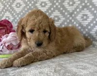 Iris, a female Miniature Goldendoodle for sale in Fredericksburg, OH – Photo 2 of 5