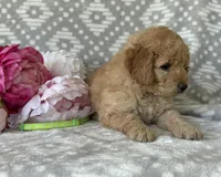 Iris, a female Miniature Goldendoodle for sale in Fredericksburg, OH – Photo 3 of 5