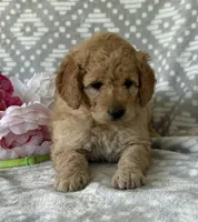 Iris, a female Miniature Goldendoodle for sale in Fredericksburg, OH – Photo 4 of 5