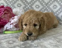 Iris, a female Miniature Goldendoodle for sale in Fredericksburg, OH – Photo 5 of 5