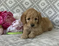 Iris, a female Miniature Goldendoodle for sale in Fredericksburg, OH – Photo 1 of 5