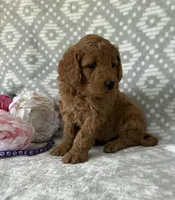 Violet, a female Miniature Goldendoodle for sale in Fredericksburg, OH – Photo 2 of 4