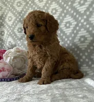 Violet, a female Miniature Goldendoodle for sale in Fredericksburg, OH – Photo 3 of 4