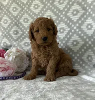 Violet, a female Miniature Goldendoodle for sale in Fredericksburg, OH – Photo 4 of 4