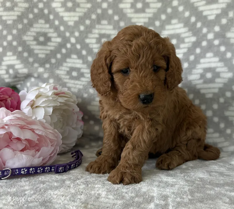 Violet – Miniature Goldendoodle puppy for sale in Fredericksburg, OH