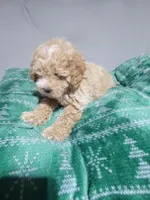 Ruffus, a male Miniature Goldendoodle for sale in Springtown, TX – 2 of 4